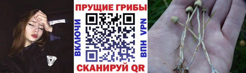 закладка Нолинск Галлюциногенные грибы GOLDEN TEACHER